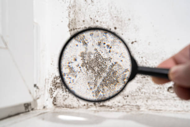 Professional Mold Inspection, Removal & Remediation in Monette, AR